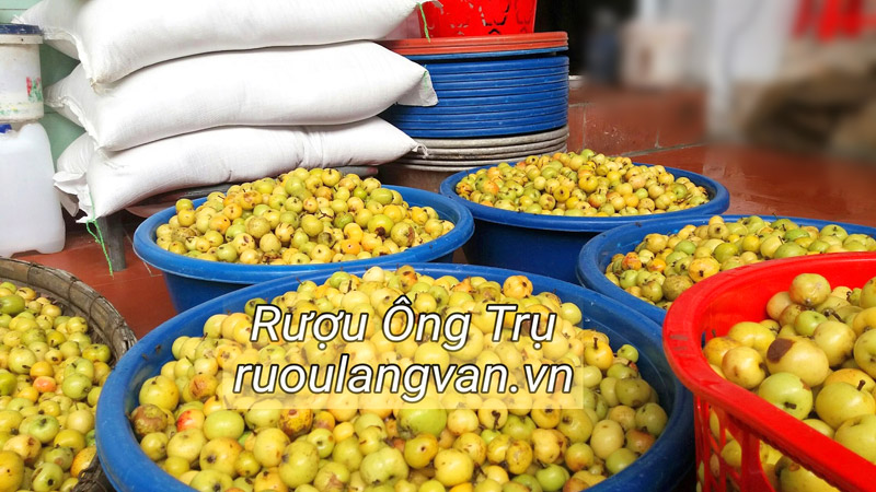 Táo mèo được lựa chọn từ các tỉnh vùng núi phía Bắc