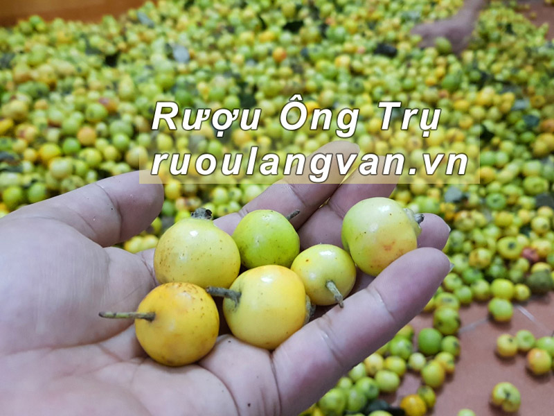 Quả táo mèo rừng