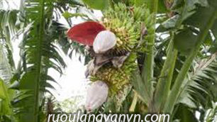 cây chuối hột