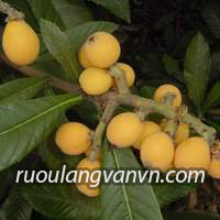 hạ mỡ máu bằng táo mèo