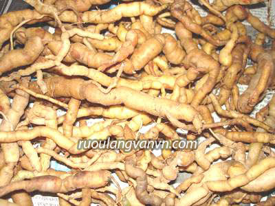 Rễ ba kích