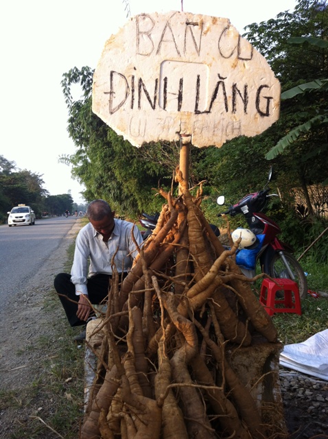Củ đinh lăng giả, thuốc bắc, đông dược
