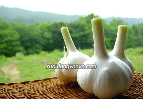 Tỏi khô, tác dụng của rượu tỏi