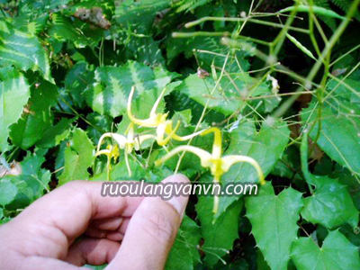 Cây dâm dương hoắc