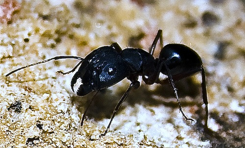 Rượu kiến đen