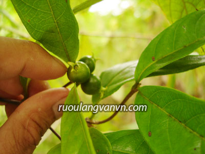 Quả cây ba kích