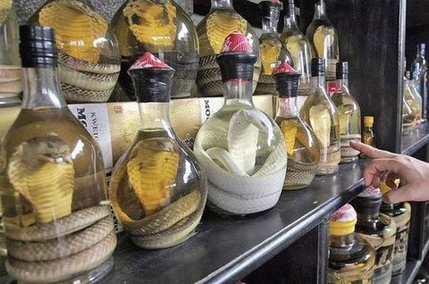 Rắn ngâm rượu