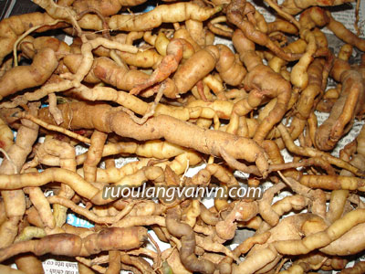 Rễ ba kích