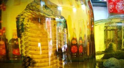 Rượu rắn ngâm