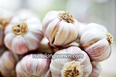 Rượu tỏi Ai Cập bài thuốc thần kỳ