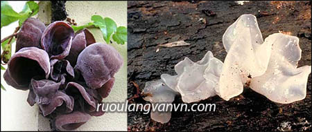 tác dụng chữa bệnh của mộc nhĩ đen và trắng ngâm rượu